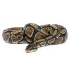 Coconut Chips Substrate Block ReptiCasa Organic Expandable Bedding-2