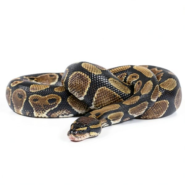 Coconut Chips Substrate Block ReptiCasa Organic Expandable Bedding-2